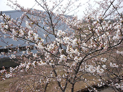 株式会社コマガタ 桜開花2