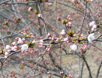 株式会社コマガタ 桜開花